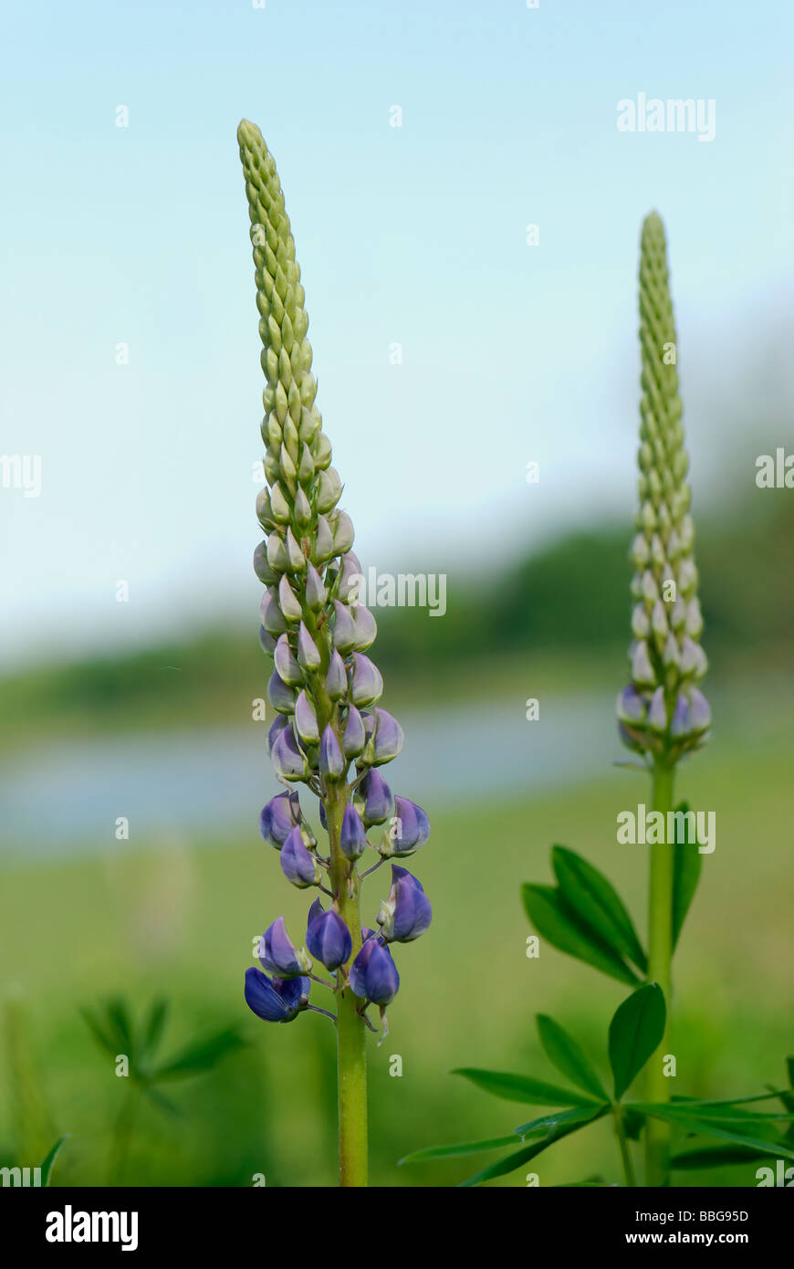 Flower field forest hi-res stock photography and images - Alamy