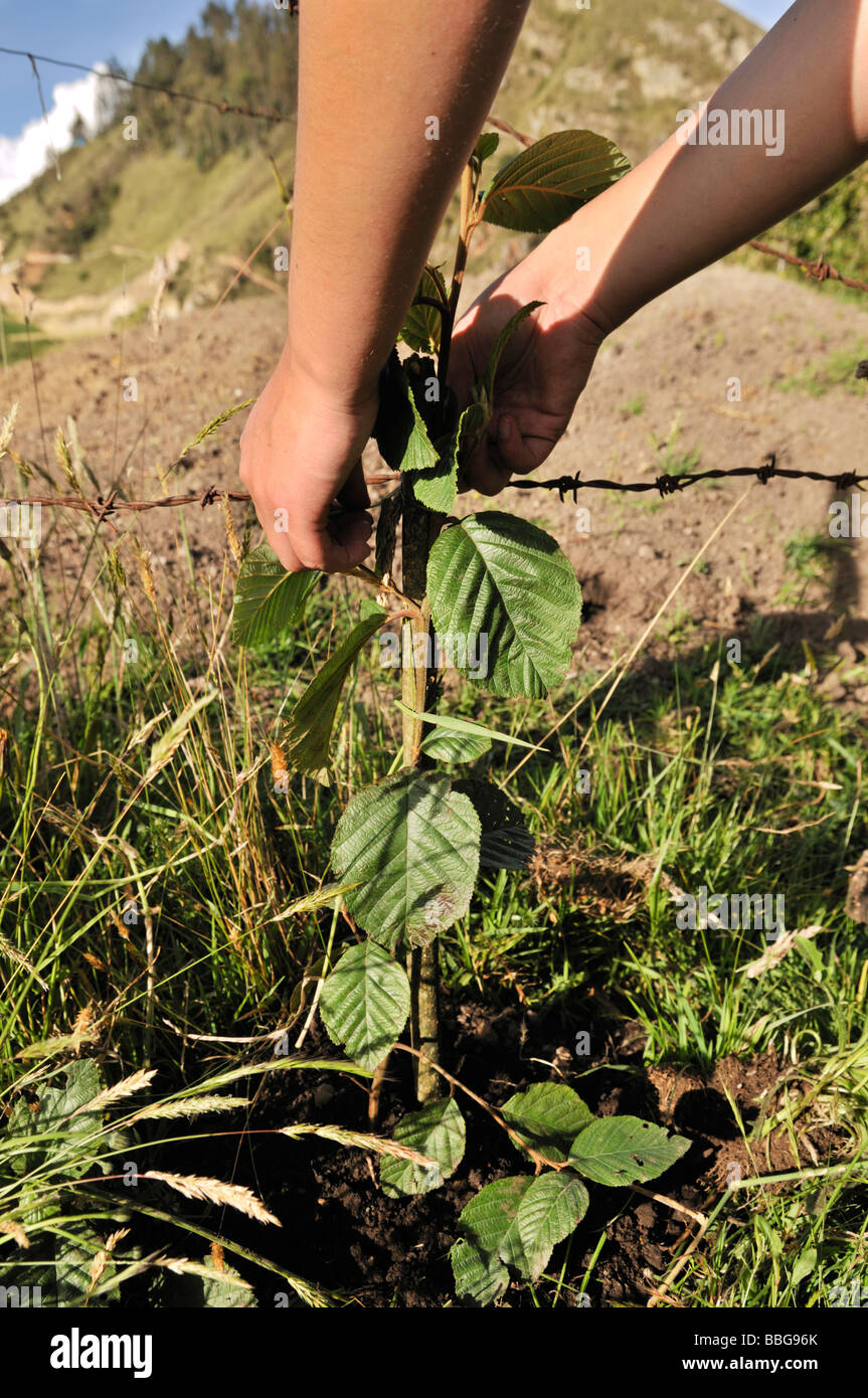 Youth maintaining a seedling, afforestation, Bogotá, Colombia, South America Stock Photo