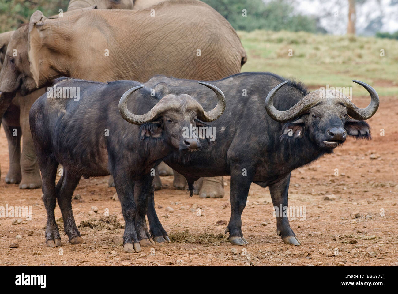 African buffalo Syncerus caffer THE ARK ABERDARE NATIONAL PARK KENYA East Africa Stock Photo