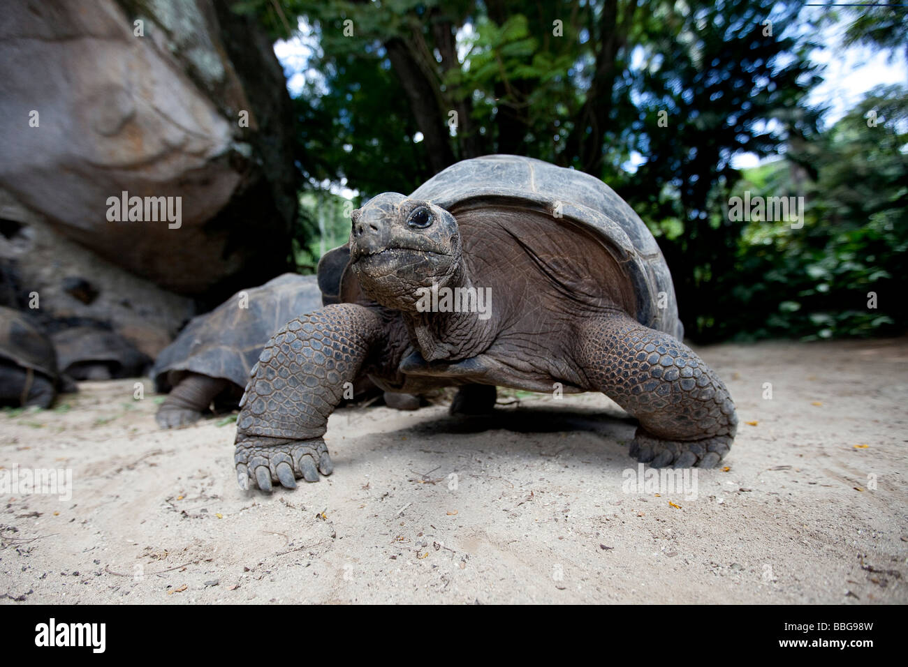 Aldabra Giant Tortoise (Geochelone gigantea), Mahe Island, Seychelles, Indian Ocean, Africa Stock Photo