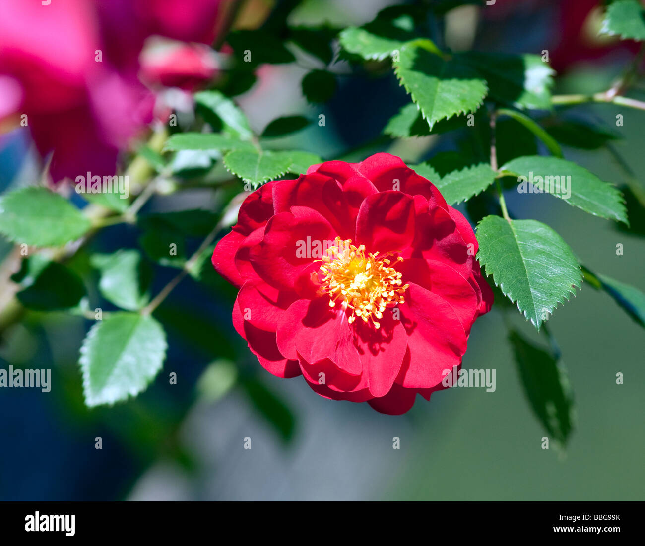 A red Henry Kelsey Hybrid Kordesii climbing rose Stock Photo - Alamy