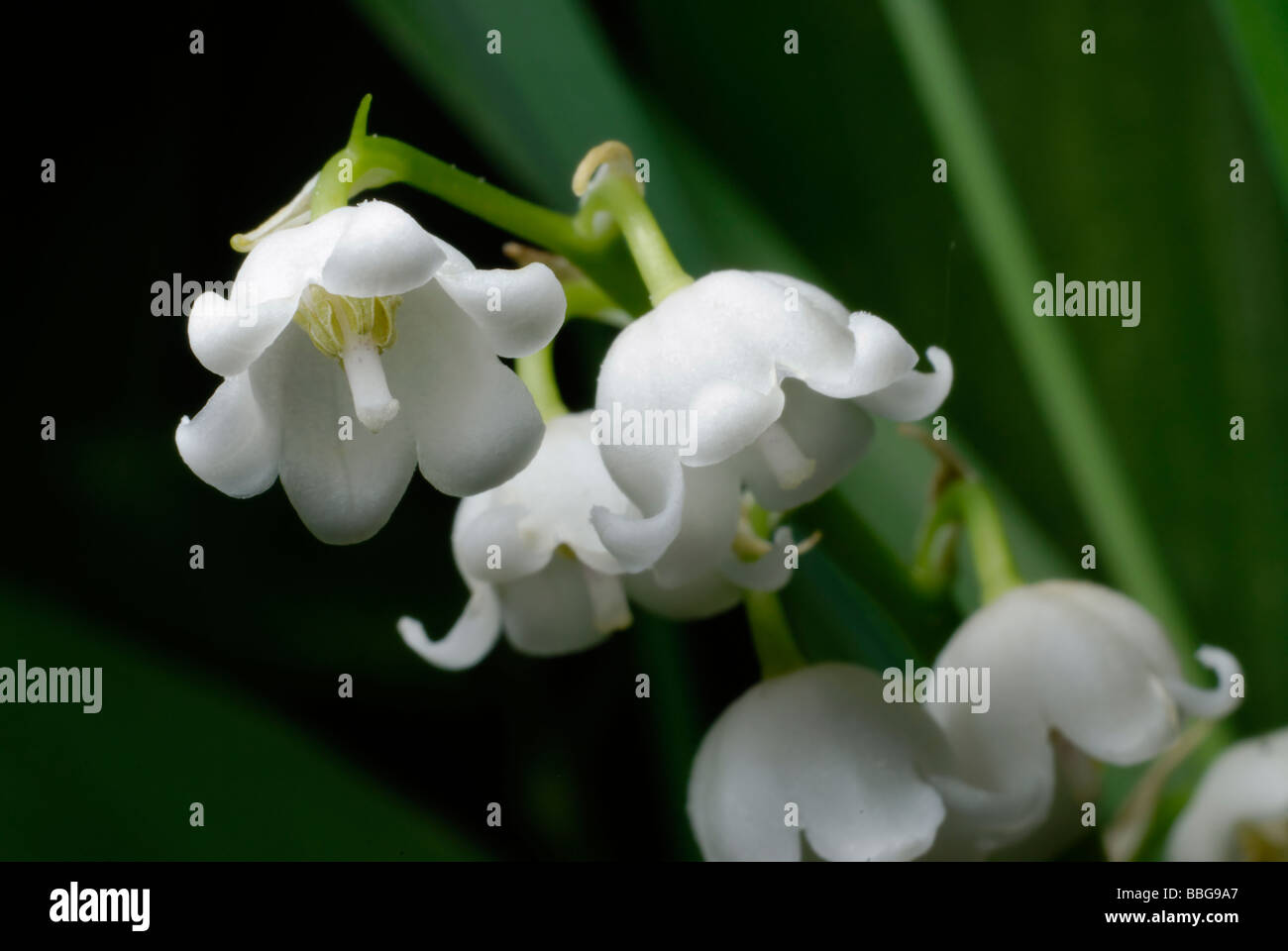 Macro Lily of valley Stock Photo