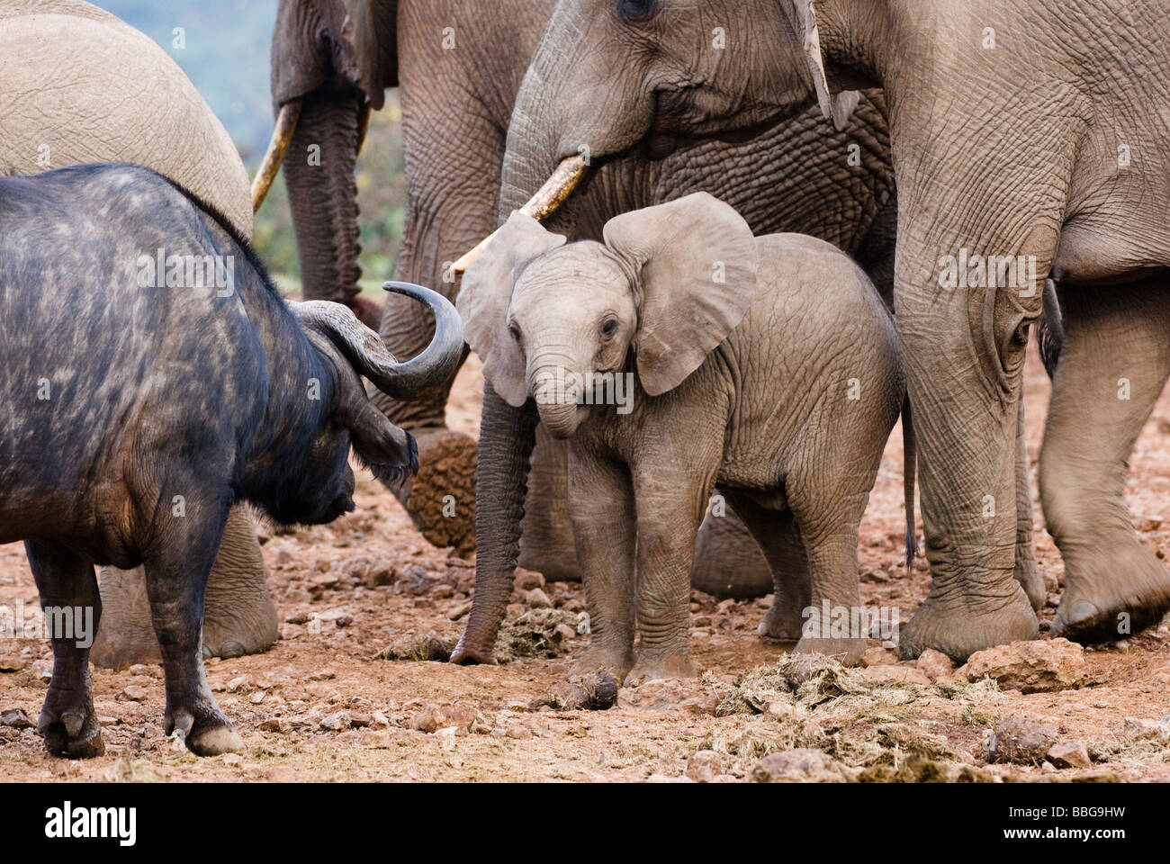 young African Elephant baby Loxodonta africana THE ARK ABERDARE NATIONAL PARK KENYA East Africa Stock Photo