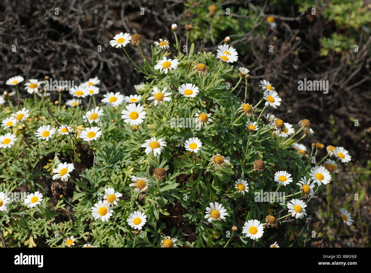 Marguerite Daisies (Argyranthemum frutescens), La Palma, Canary Islands, Spain, Europe Stock Photo