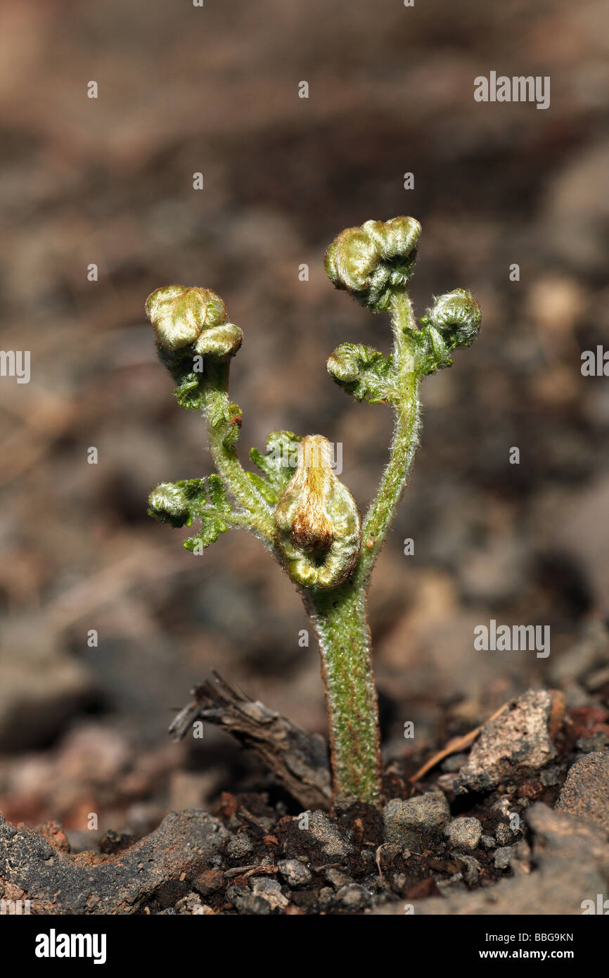 Young fern, La Palma, Canary Islands, Spain, Europe Stock Photo