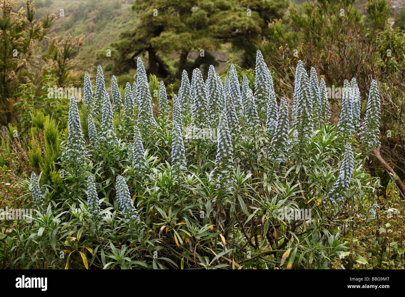 Canary Tower of jewels (Echium webbii), endemic to La Palma, Canary Islands, Spain, Europe Stock Photo