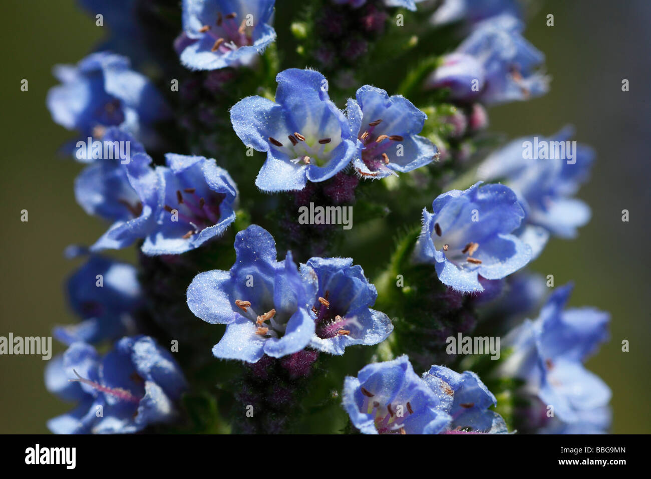 Canary Tower of jewels (Echium webbii), endemic to La Palma, Canary Islands, Spain, Europe Stock Photo