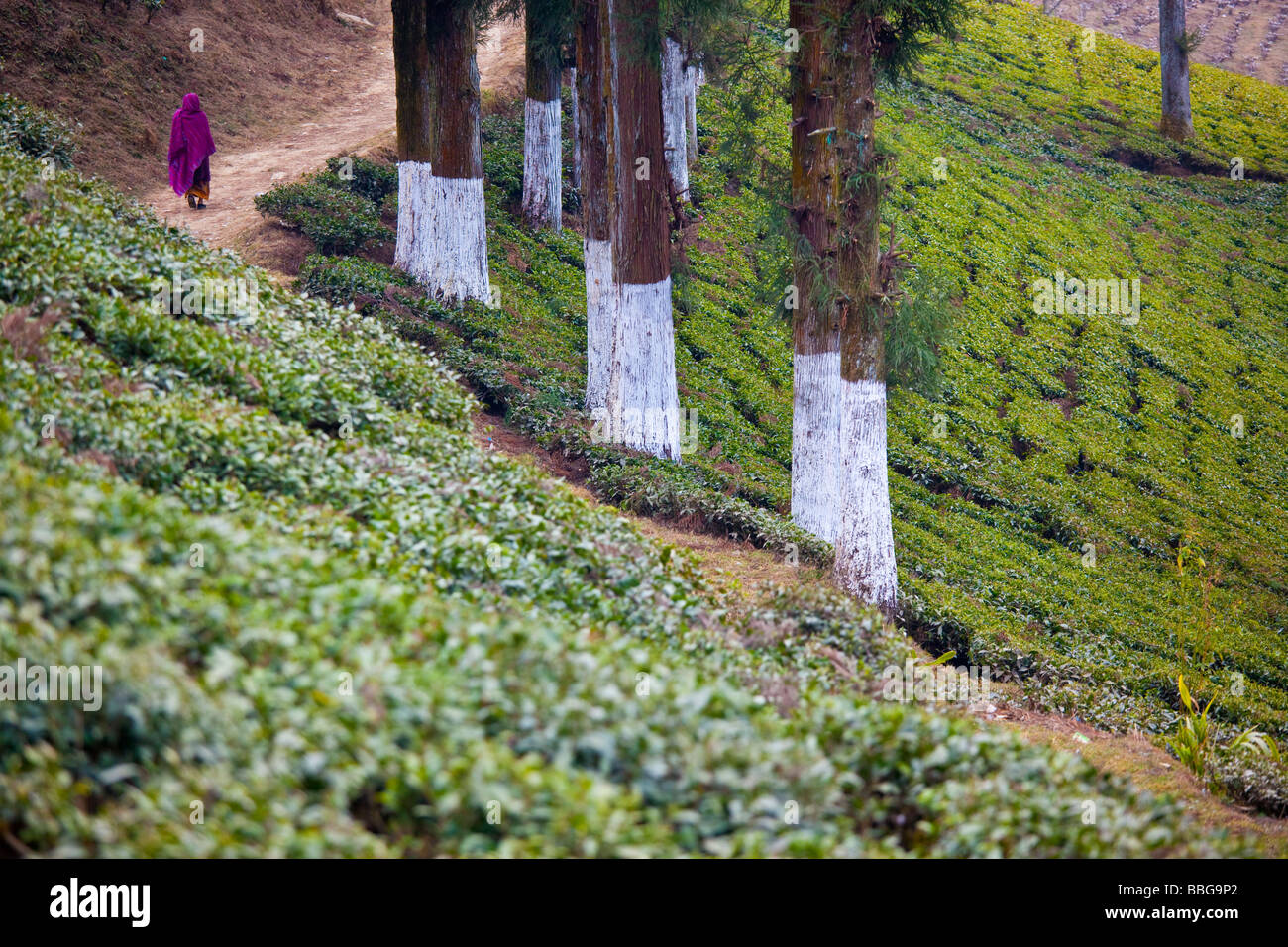Happy Valley Tea Plantation in Darjeeling India Stock Photo