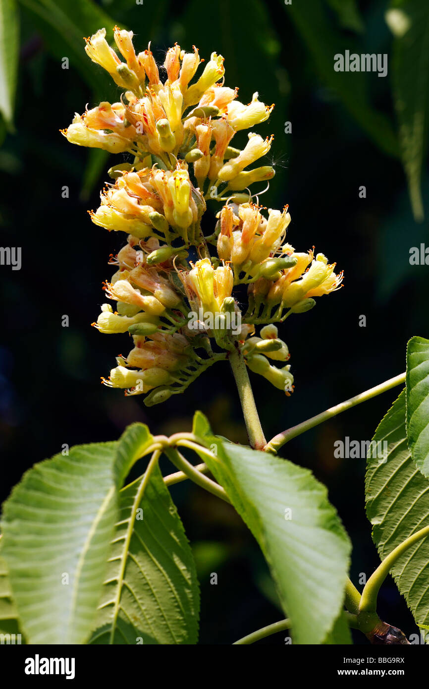 Yellow Buckeye, Sweet Buckeye, (Aesculus flava) (Aesculus octandra) blossoms Stock Photo