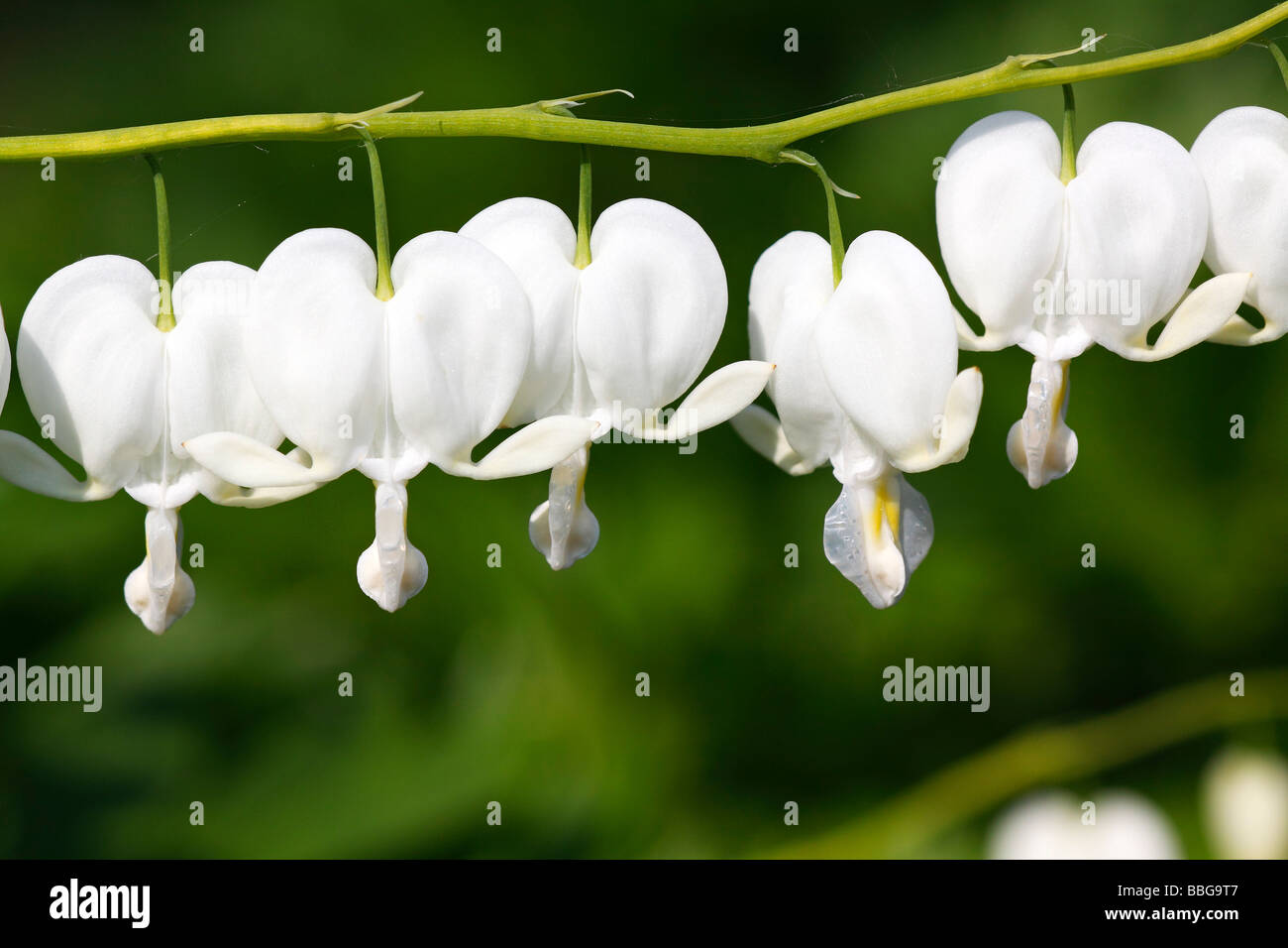 Flowering Bleeding Heart cultivar Alba with white blossoms (Dicentra