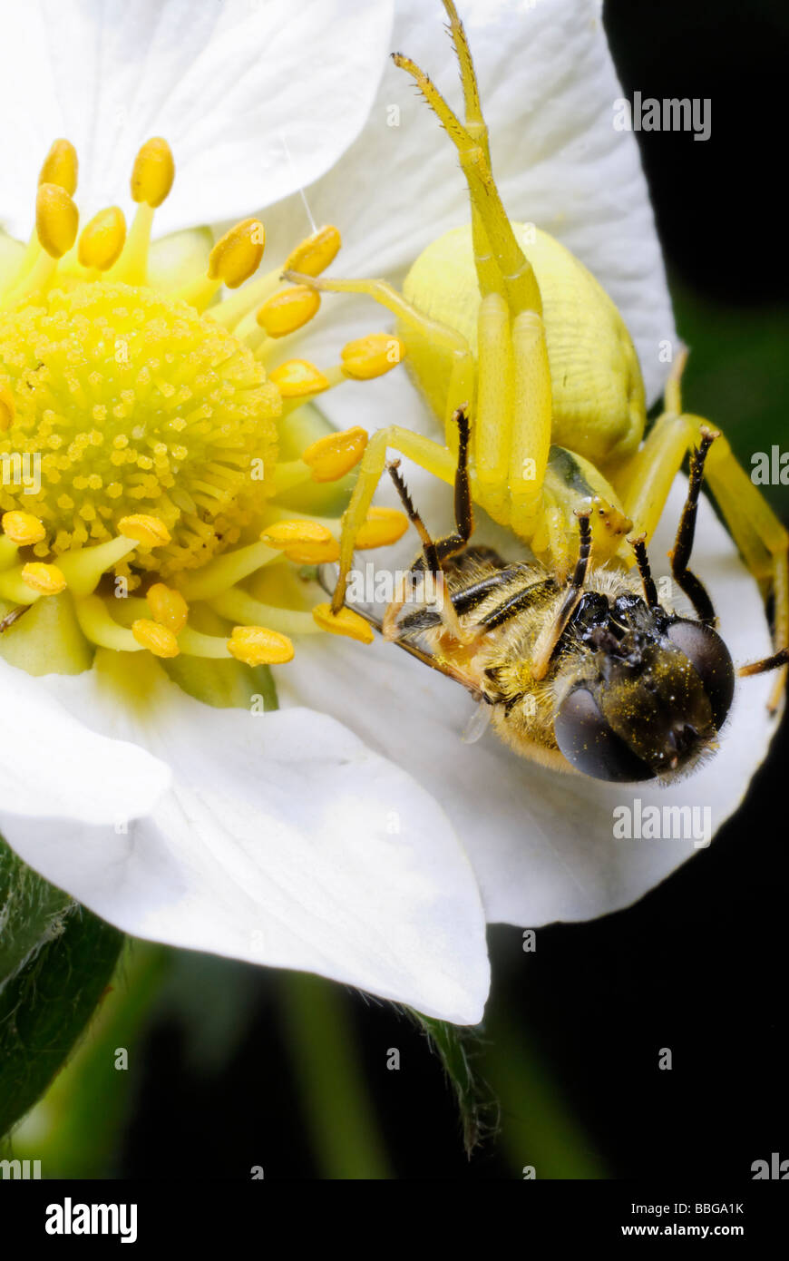 The spider has caught a bee and now sucks a blood of victim Stock Photo