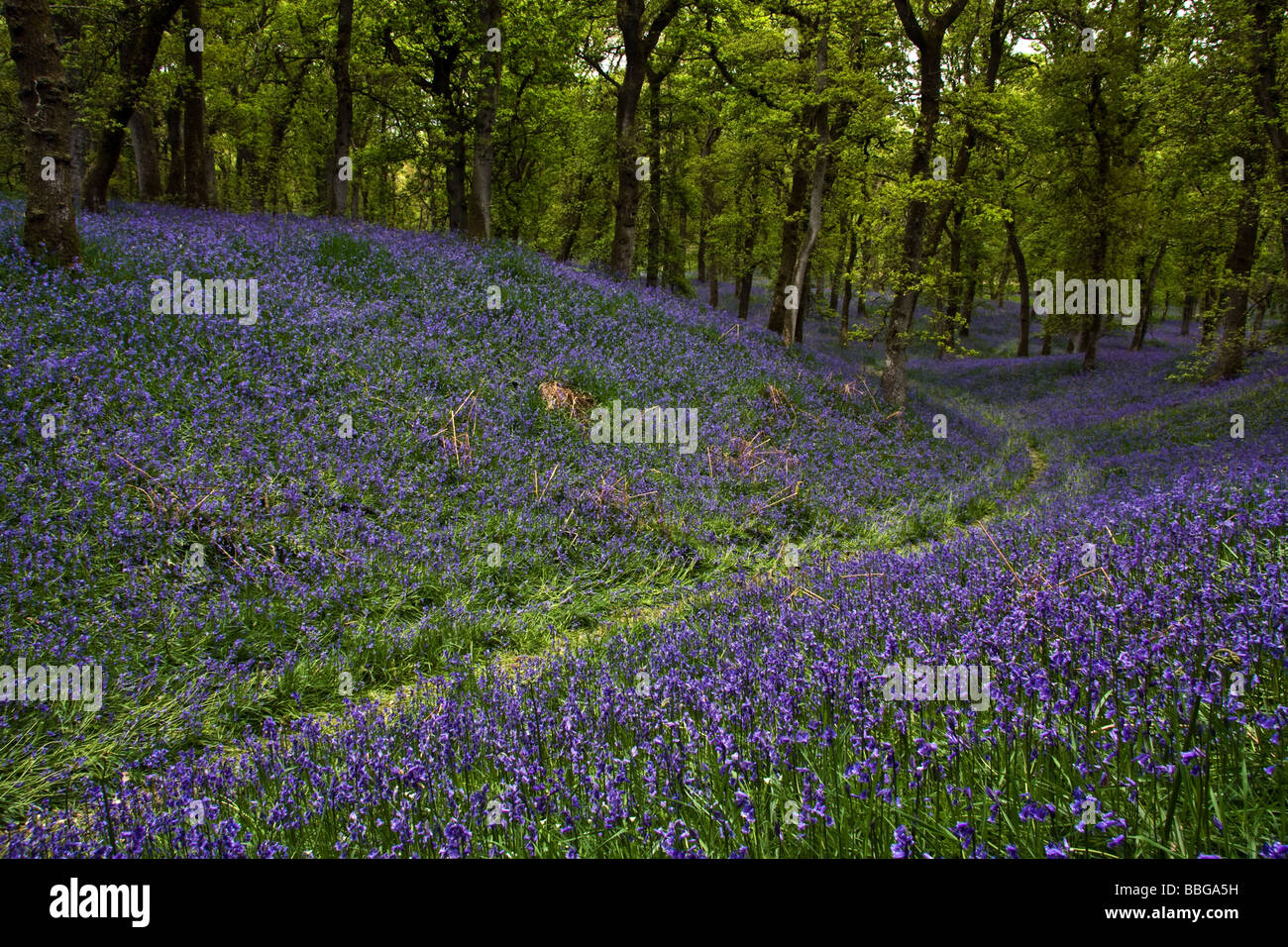Bluebells Forest Stock Photo