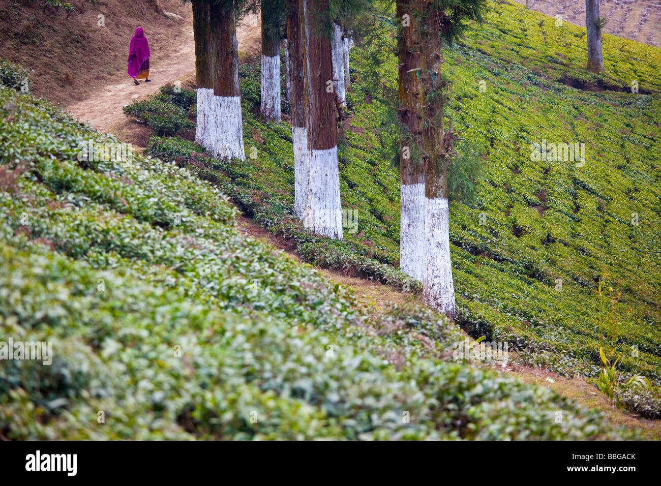 Happy Valley Tea Plantation in Darjeeling India Stock Photo