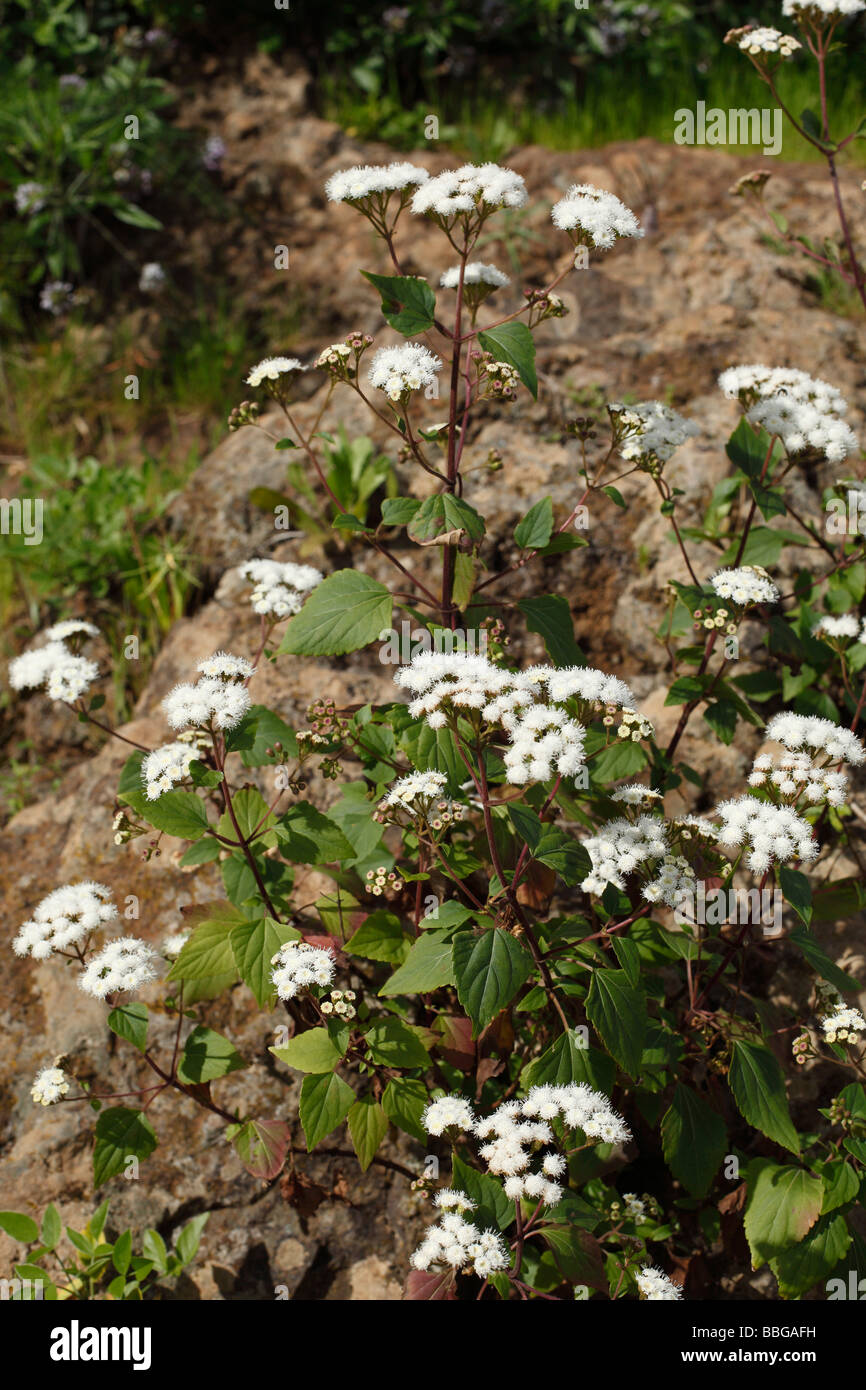 Eupatory, sticky Snakeroot or Crofton Weed (Ageratina Adenophora), La Palma, Canary Islands, Spain, Europe Stock Photo