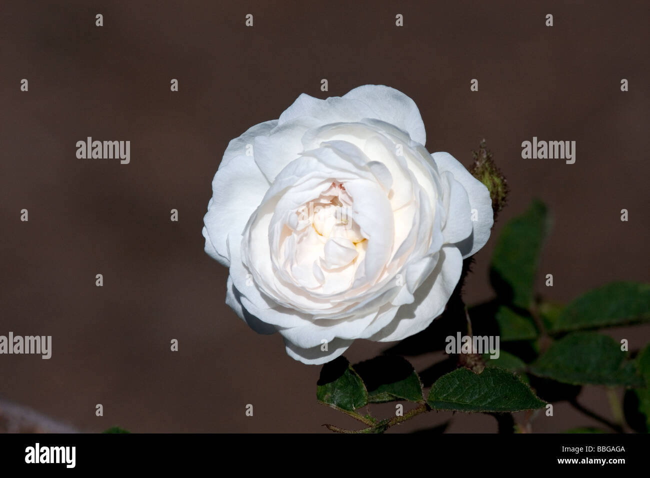 A white Rose Blanche Moreau Moss Stock Photo Alamy