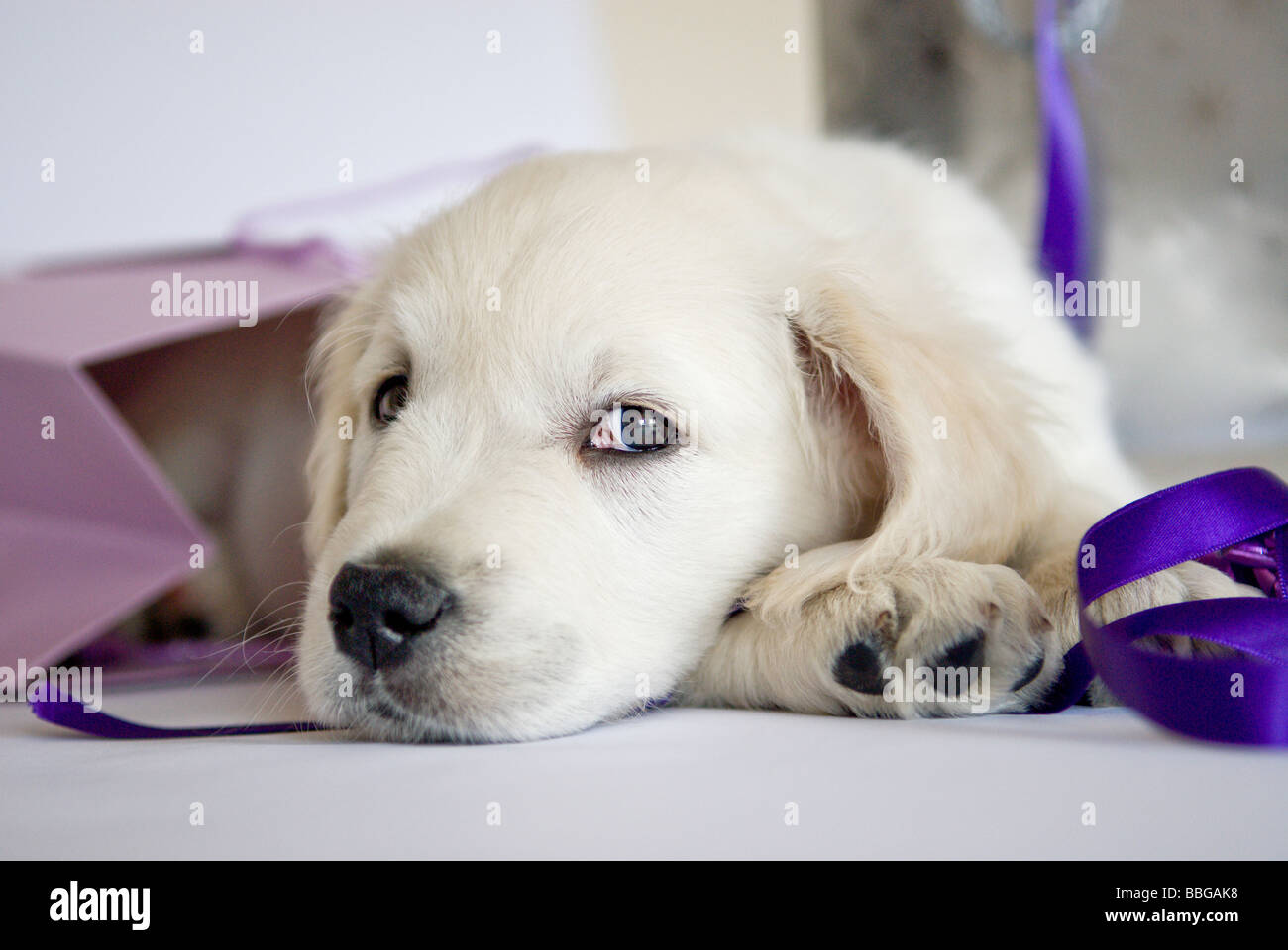 8 week old Golden Retriever Pup Stock Photo
