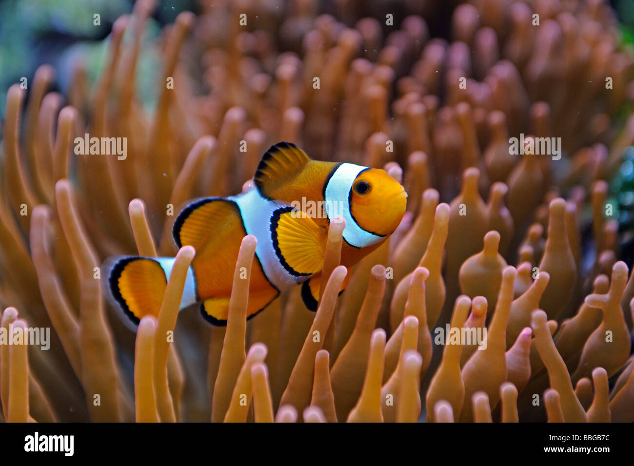 Clownfish (Amphiprion ocellaris), Nemo, in Anemone (Heteractis spec.) Stock Photo