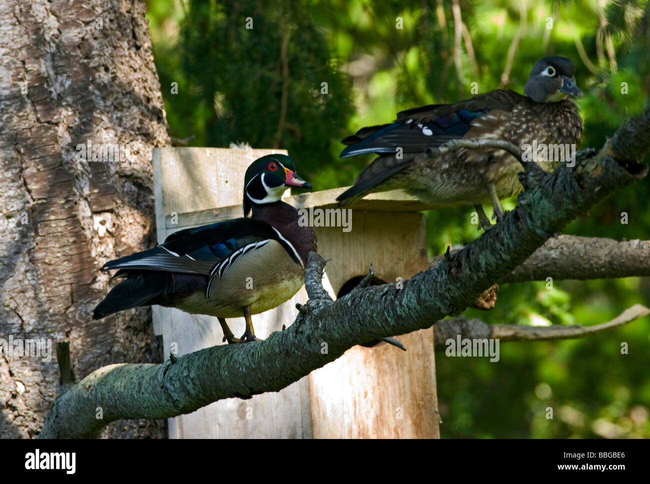 A pair of Wood Ducks in a tree Stock Photo Alamy