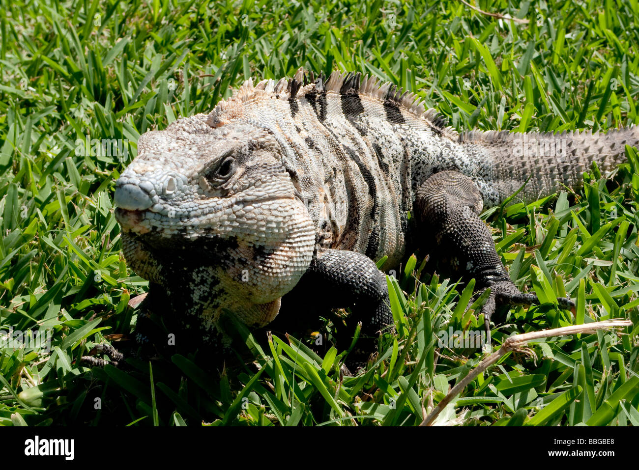 Iguana in Tulum, Quintana Roo, Mexico, Central America Stock Photo