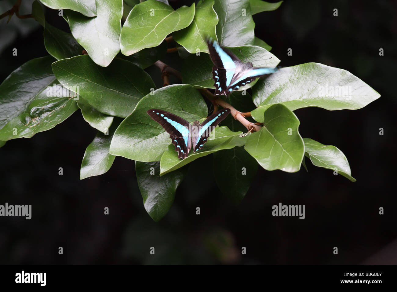 Butterflies Mating Chase Stock Photo