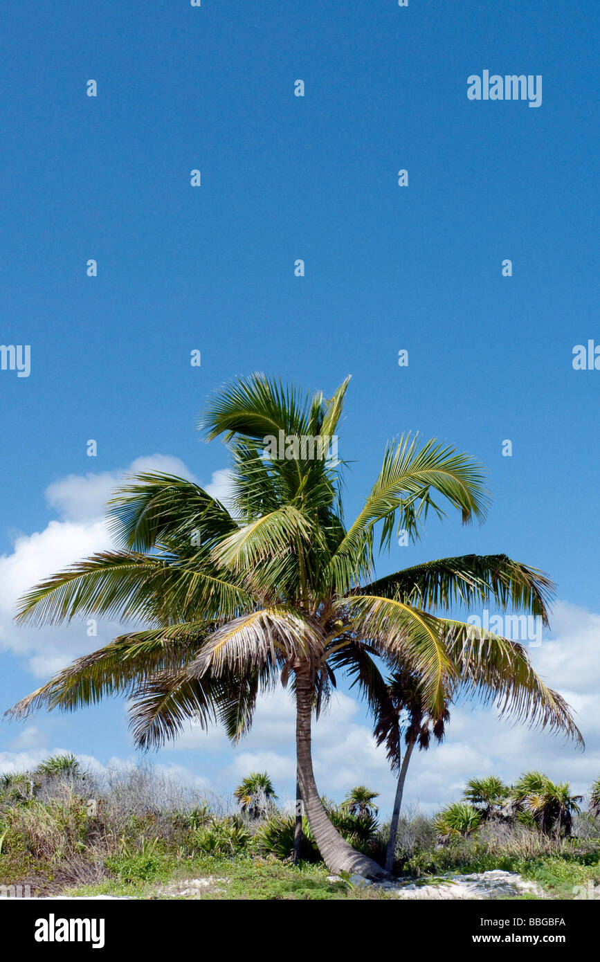 Palm tree on the Riviera Maya in Tulum, Quintana Roo, Mexico, Central America Stock Photo