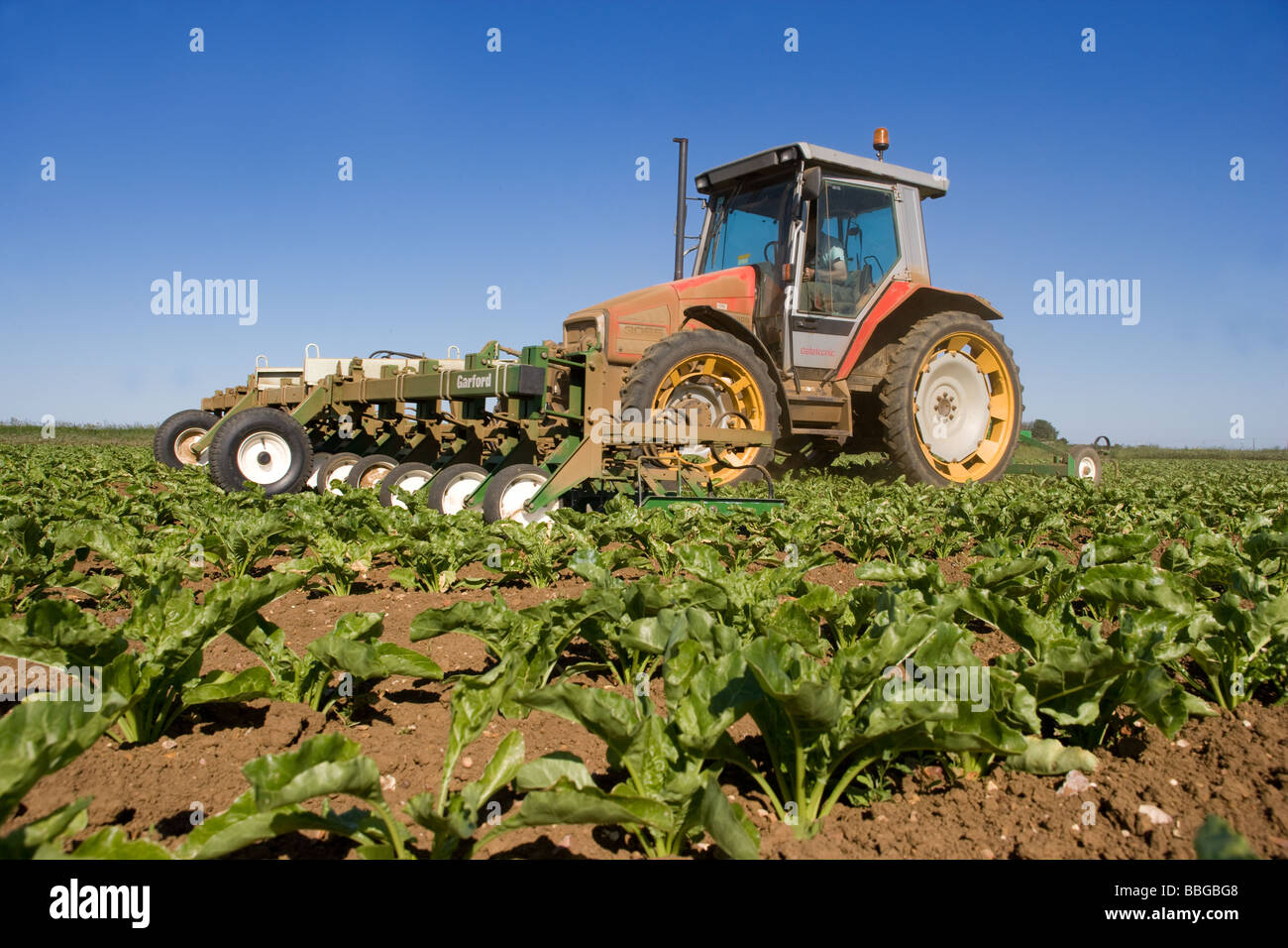 Tractor Mounted Sugar Beet Hoe Working In The Lincolnshire Fens Stock Photo