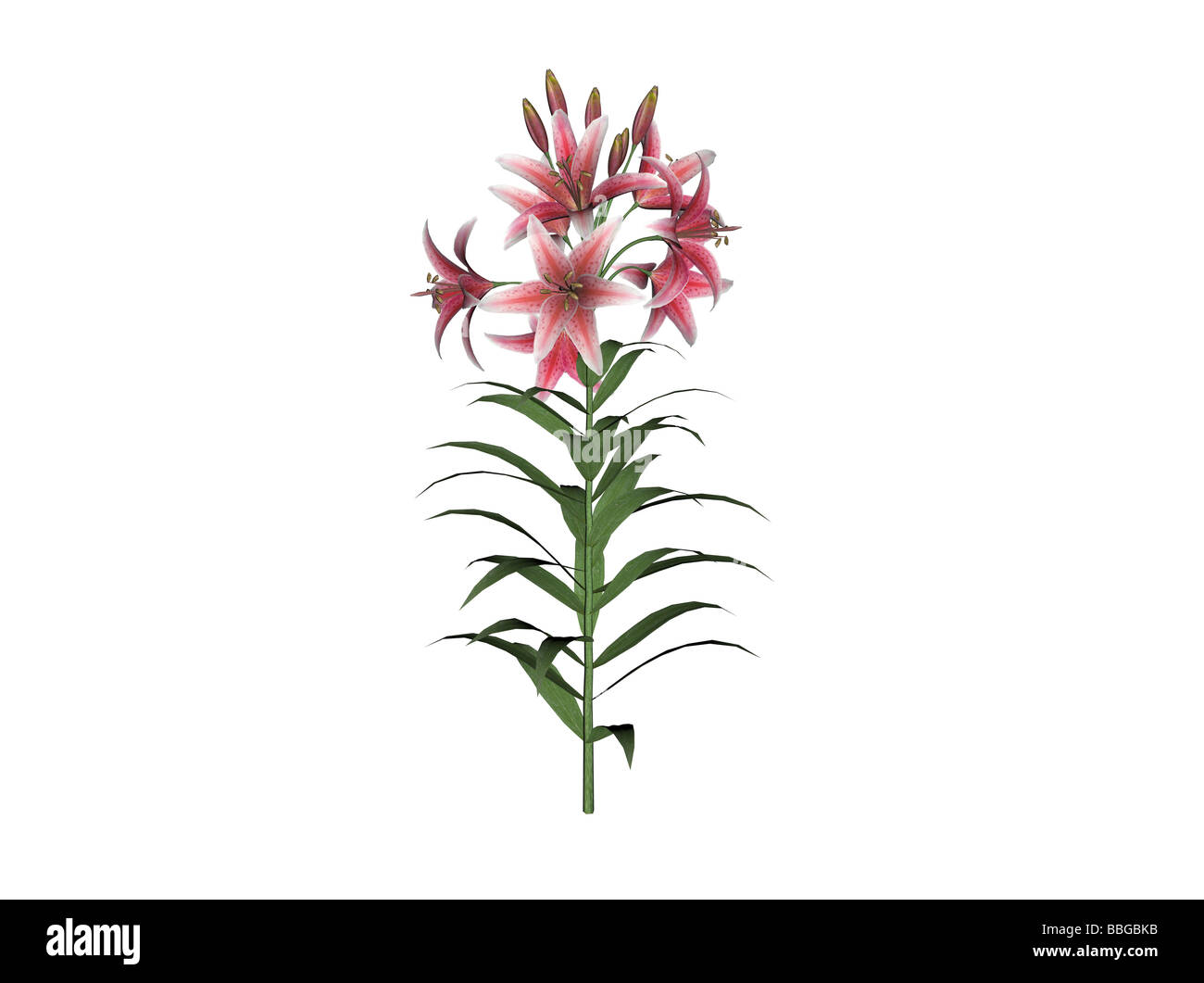 Illustration of an asiatic lily raytraced image Stock Photo