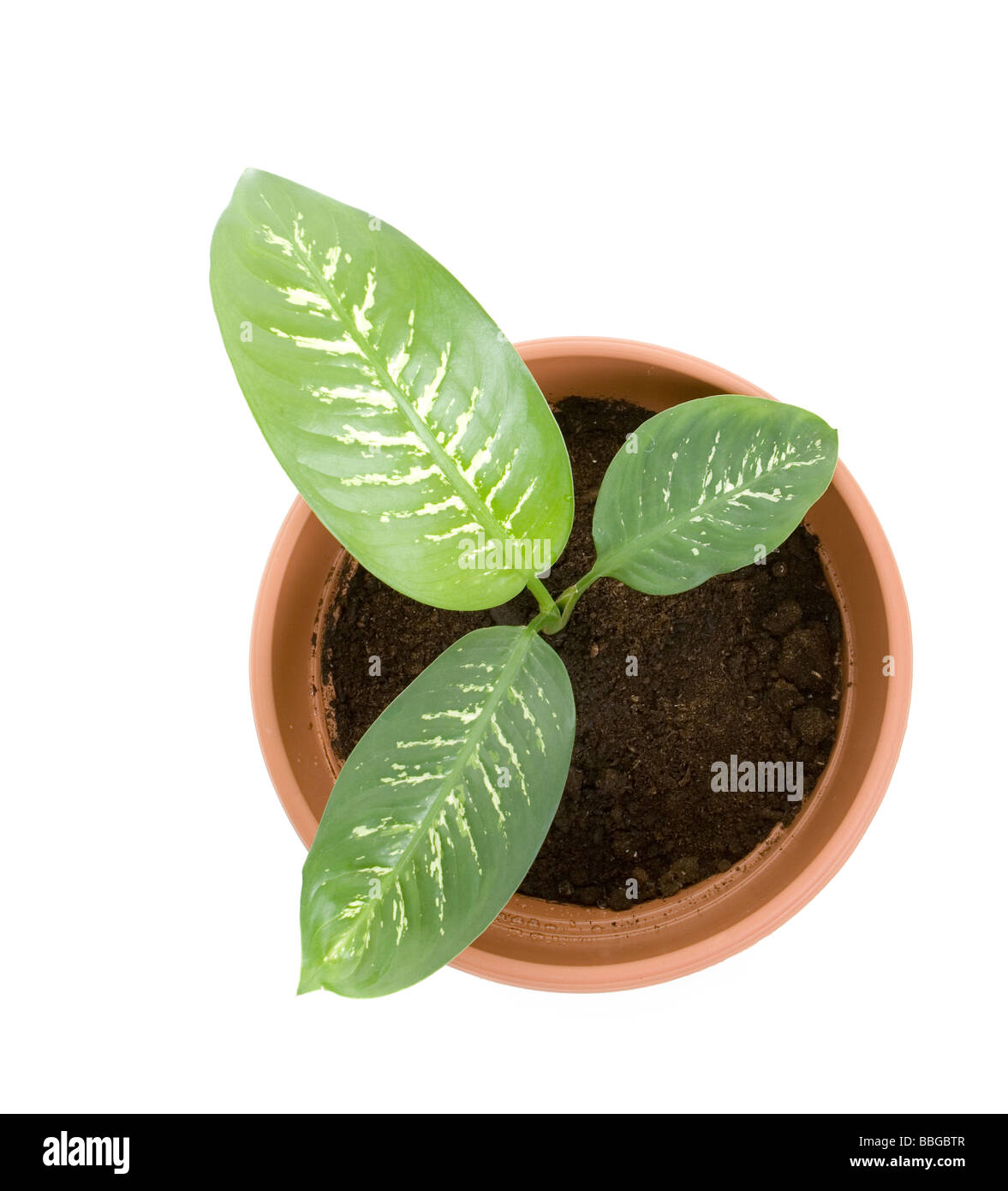 plant in flower pot Isolated on white background Stock Photo - Alamy