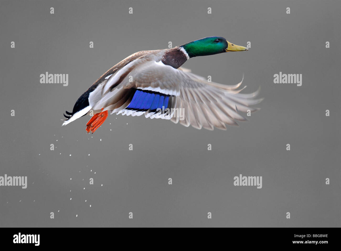 Mallard (Anas plathyrynchos), drake in flight Stock Photo