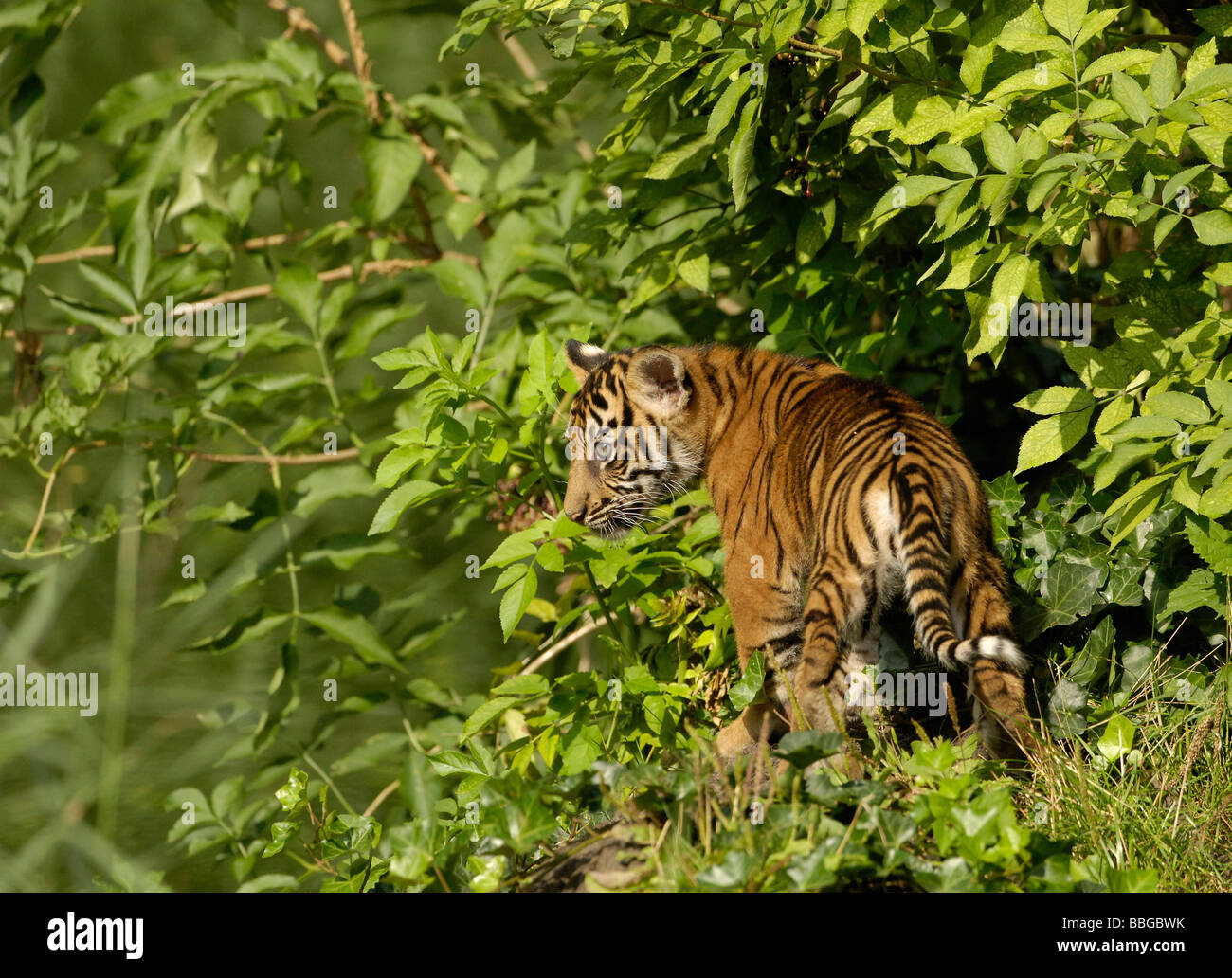 Sumatran tiger (Panthera tigris Sumatra), pup wandering through territory Stock Photo