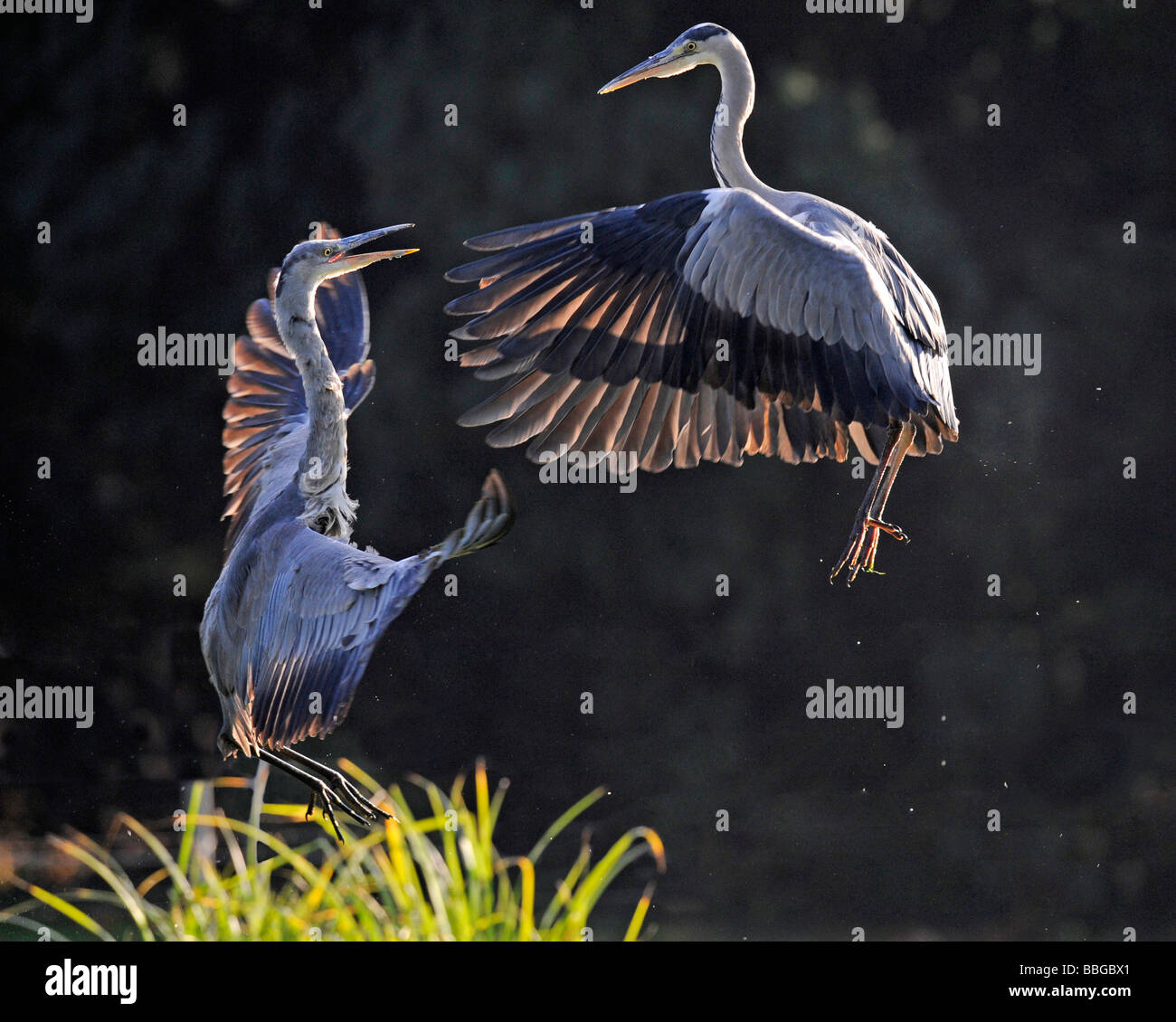 Two competing Grey herons (Ardea cinerea) Stock Photo