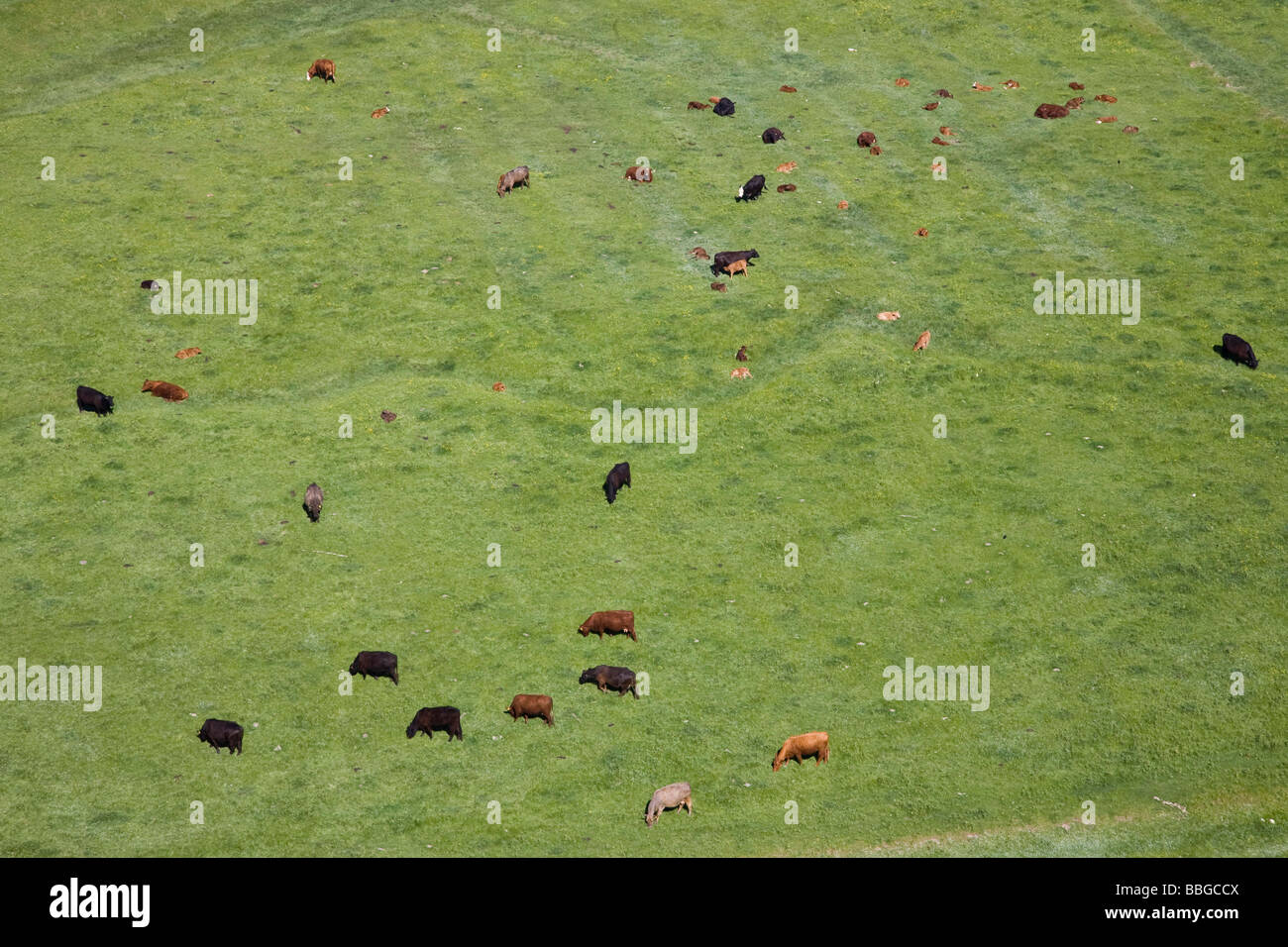 cows in a field Stock Photo