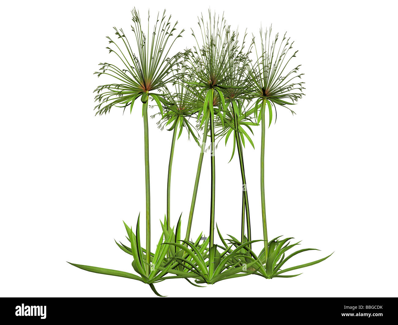 A Papyrus Plant High Resolution Stock Photography And Images Alamy