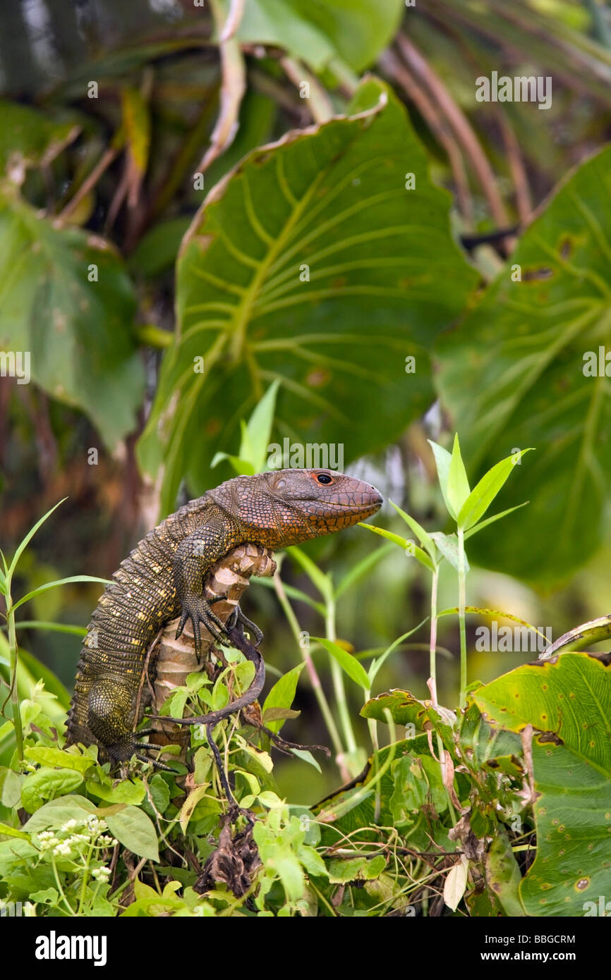 Caiman Lizard - Yasuni National Park - Napo Province, Ecuador Stock Photo