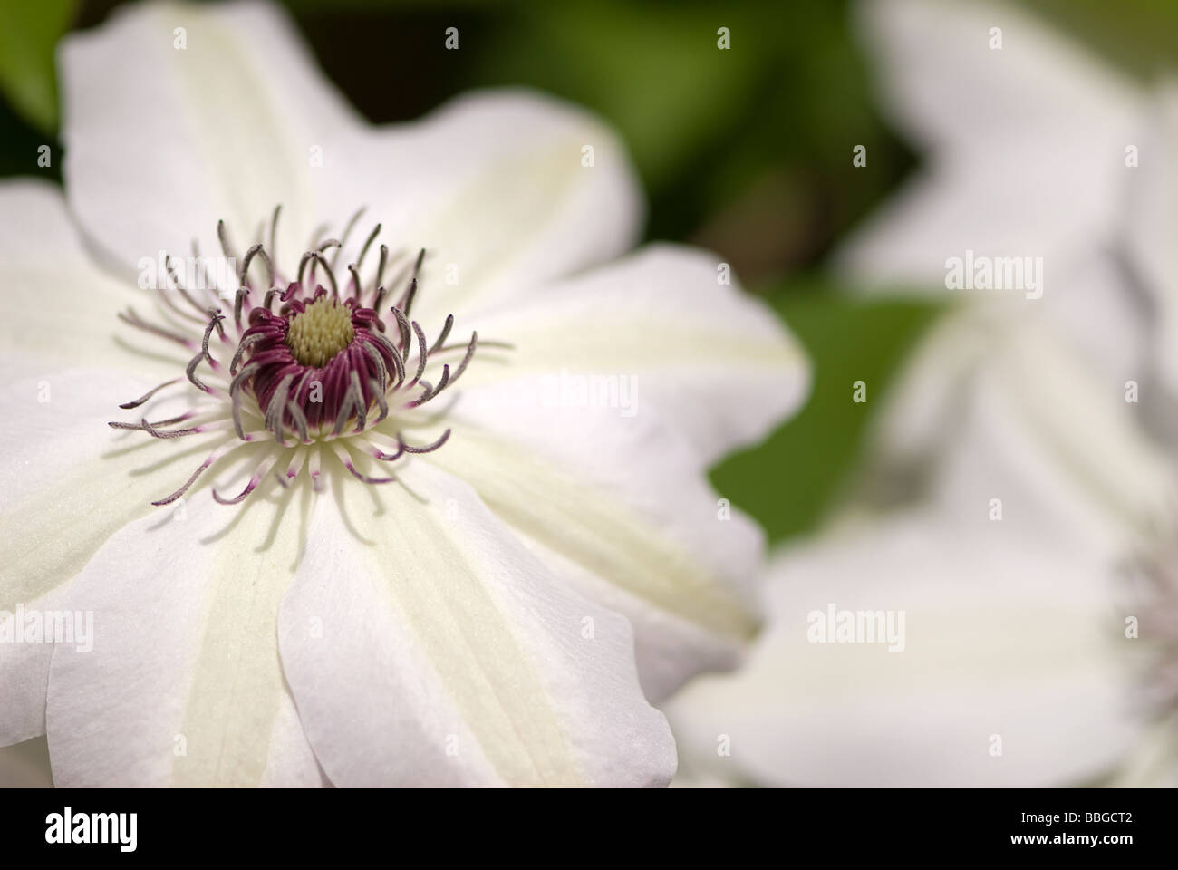a Blooming white clematis in Rhode Island summer Stock Photo