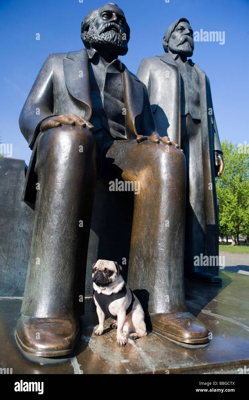 European Pug Young pug in front of Marx and Engels monument in Berlin, Mitte ...