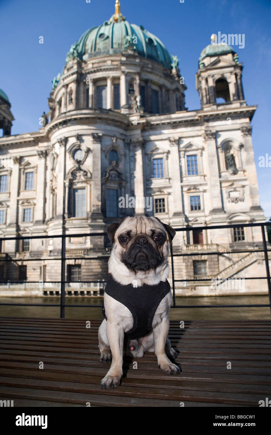 European Pug Strange cathedrals hi-res stock photography and images - Alamy