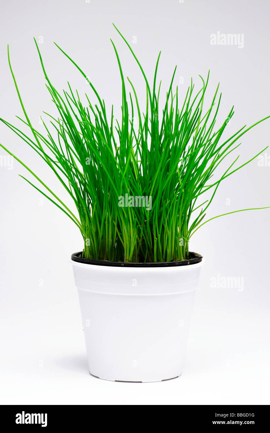 Chives in a pot Stock Photo