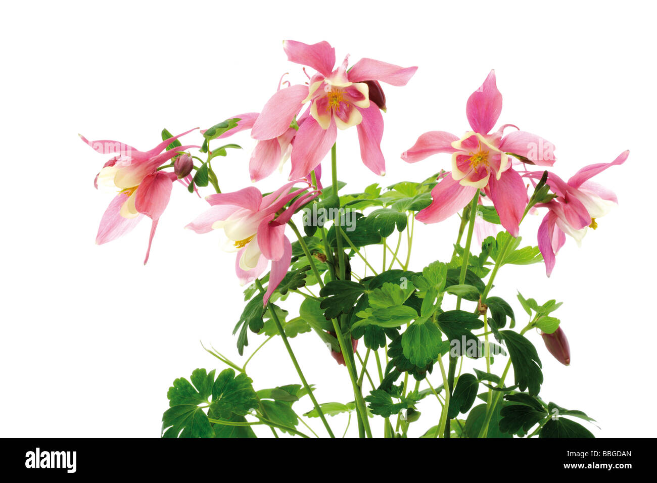 Columbine (Aquilegia vulgaris), pink Stock Photo