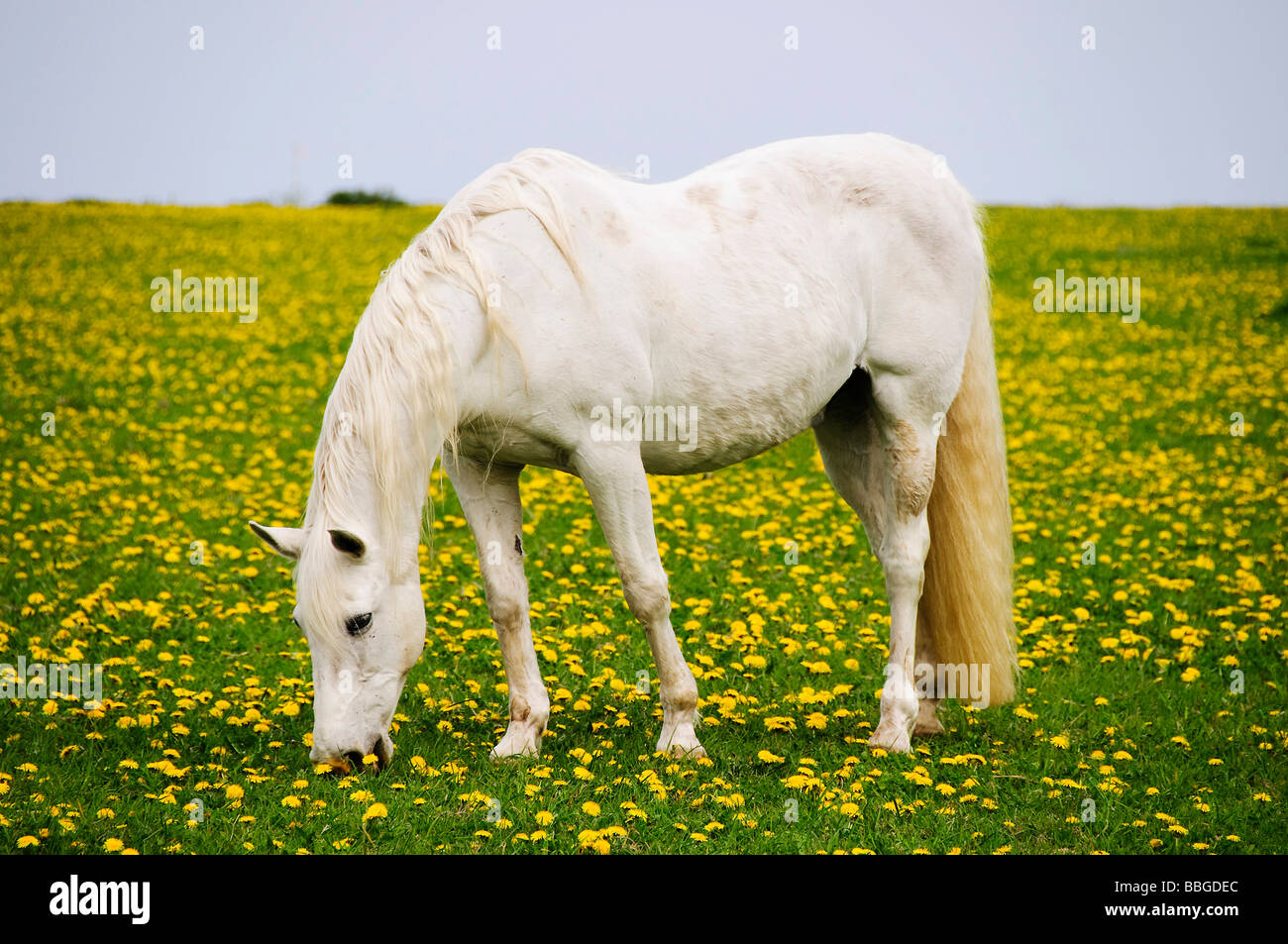 A white horse on a lush meadow with dandelions, Sylt island, Schleswig-Holstein, Germany, Europe Stock Photo