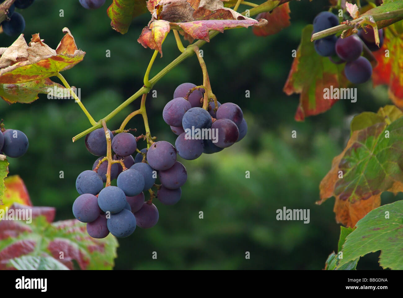 Wein grape 22 Stock Photo Alamy