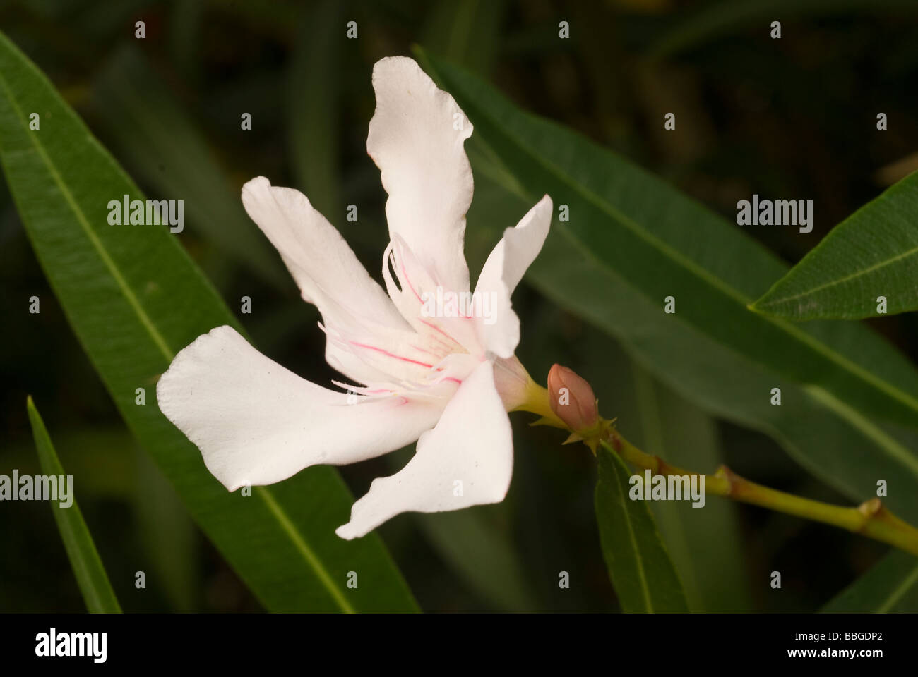 Nerium oleander, oleandro, Apocynaceae Stock Photo