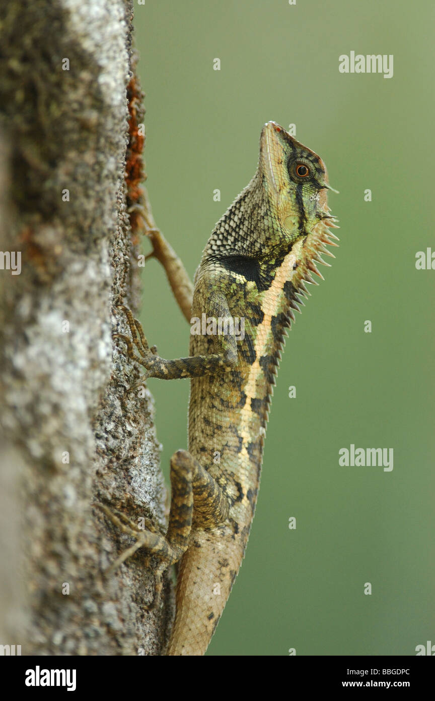 Forest Dragon lizard in Khao Sok National Park Stock Photo