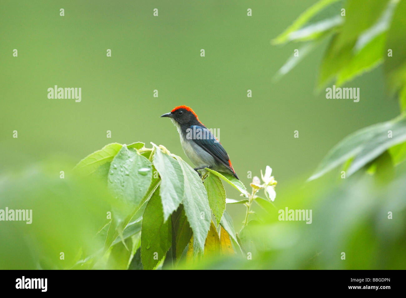 Scarlet-backed Flowerpecker Stock Photo