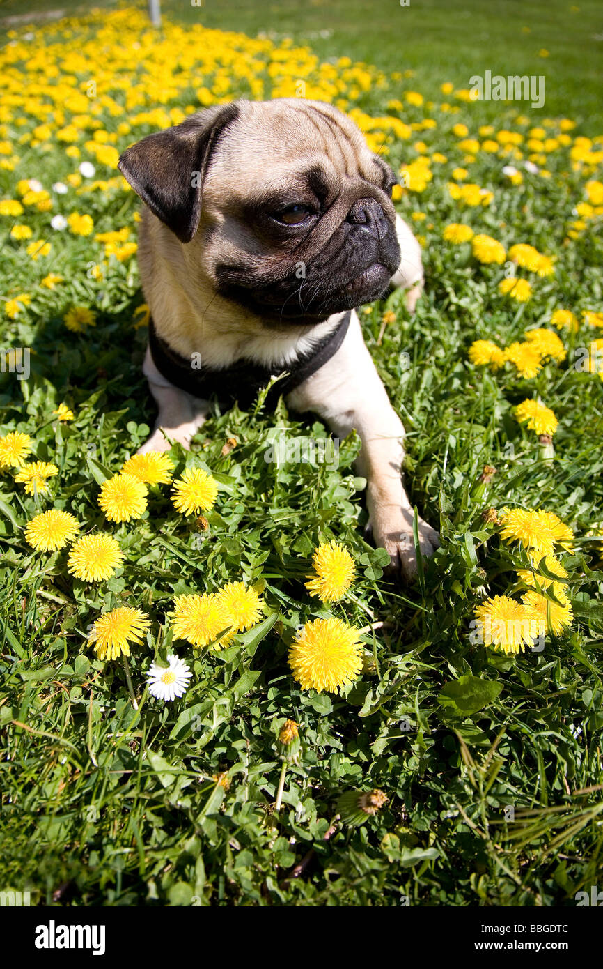 Young pug lying in a dandelion meadow in the sun Stock Photo - Alamy