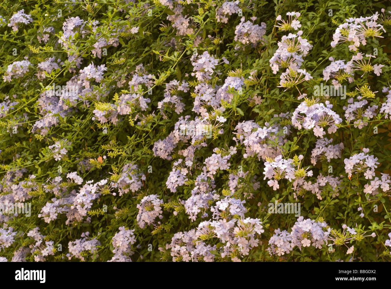Plumbago auriculata, Plumbaginaceae, Africa Stock Photo