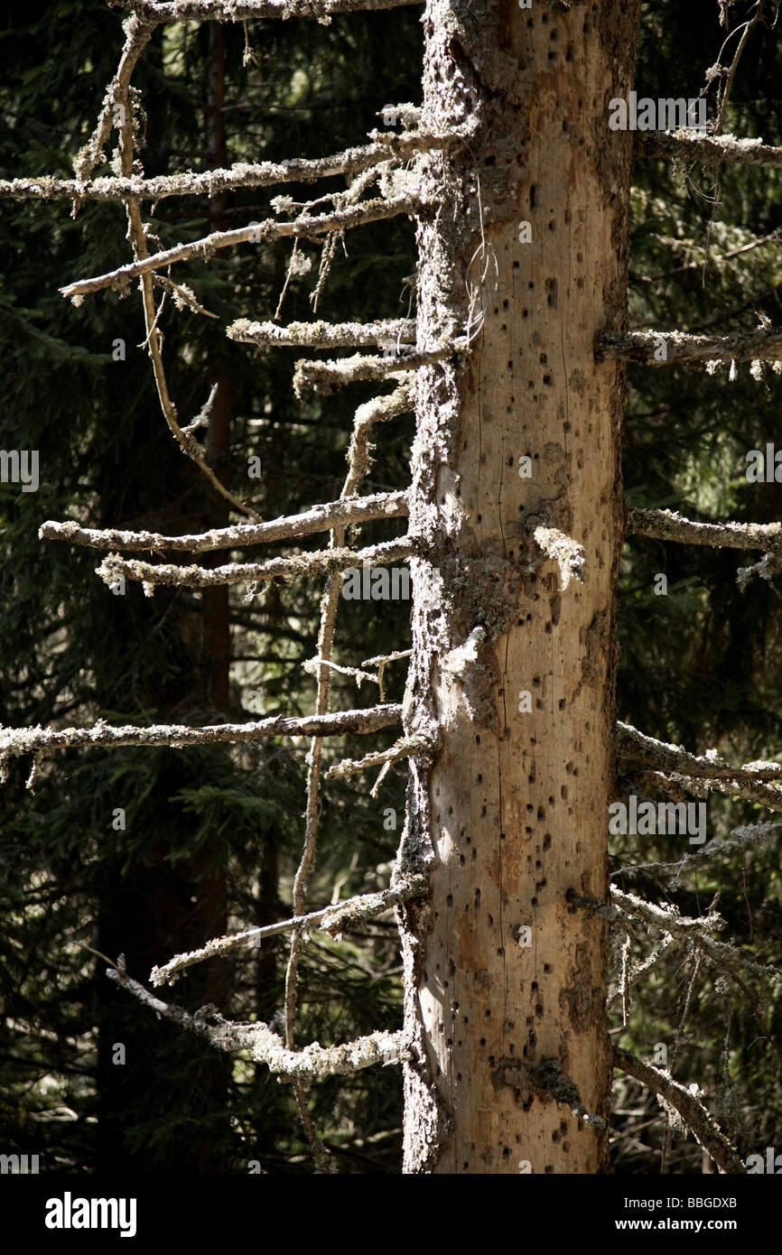 Deadwood, dead Spruce (Picea) on Mt Feldberg in the Black Forest, Germany, Europe Stock Photo