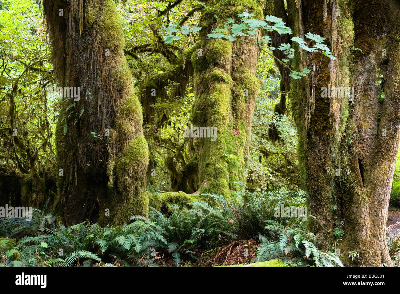 Hoh Rainforest, Olympic National Park, Washington, USA Stock Photo