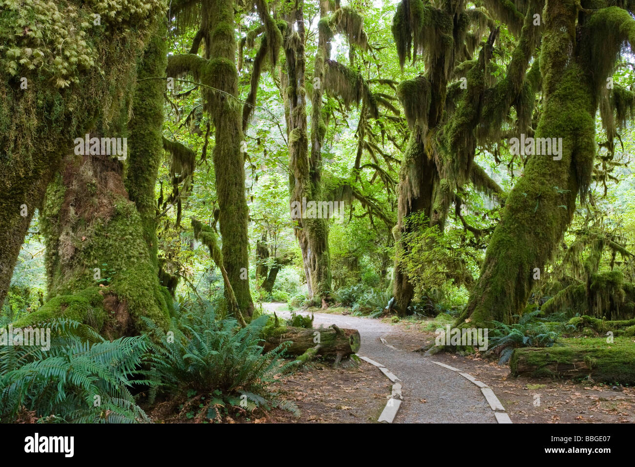Hoh Rainforest, Olympic National Park, Washington, USA Stock Photo