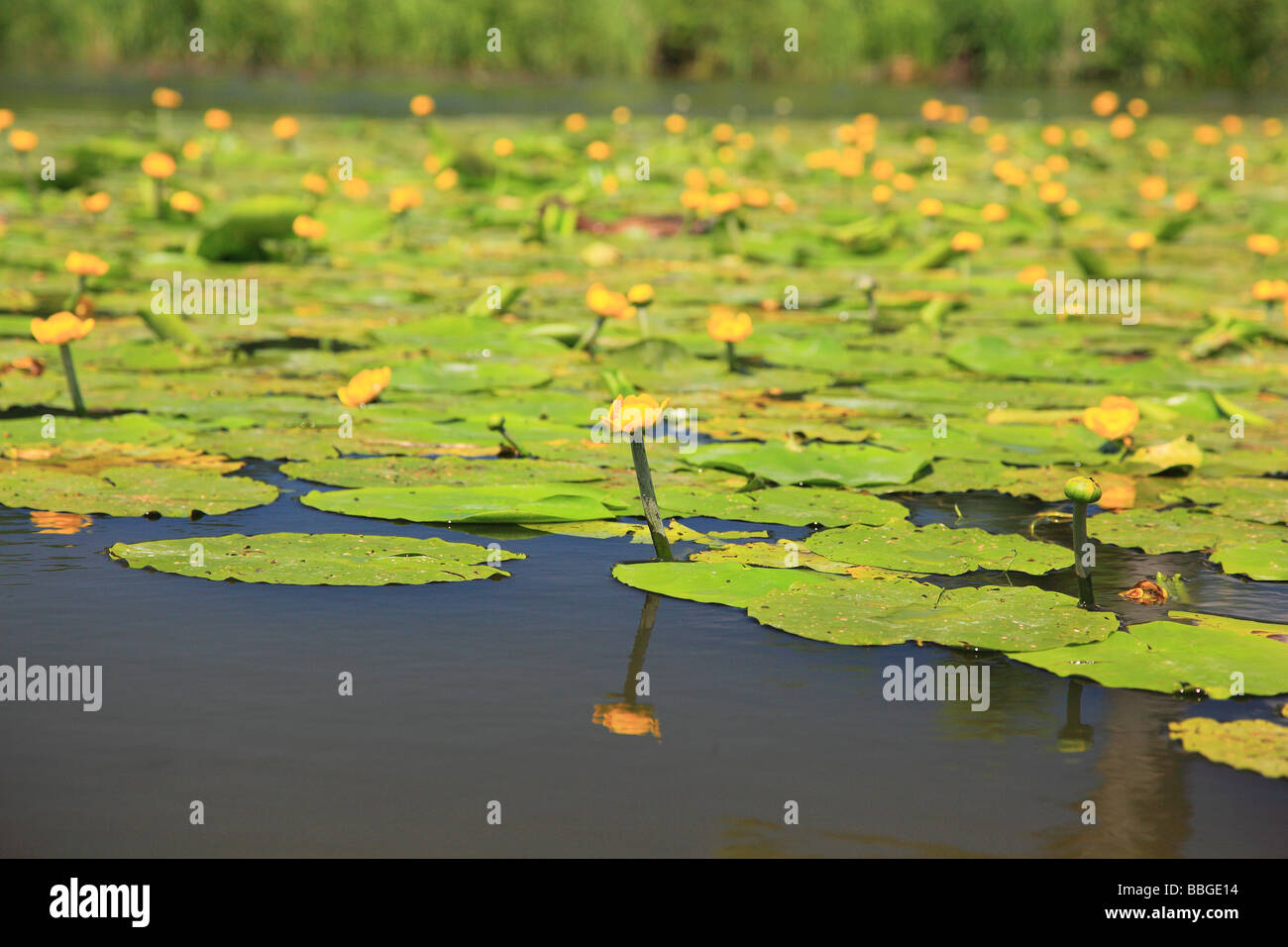 Water lillies on the pond Surrey England Stock Photo